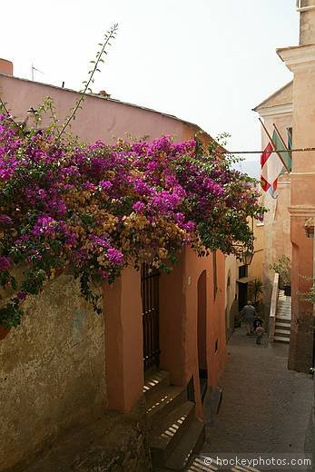 Cervo