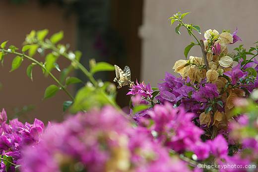 Swallowtail Butterfly on Bouganvillia