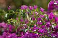 Swallowtail Butterfly on Bouganvillia