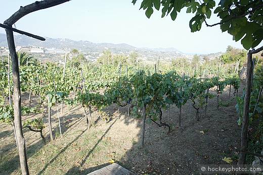 Gariano family land, Poggi, Imperia