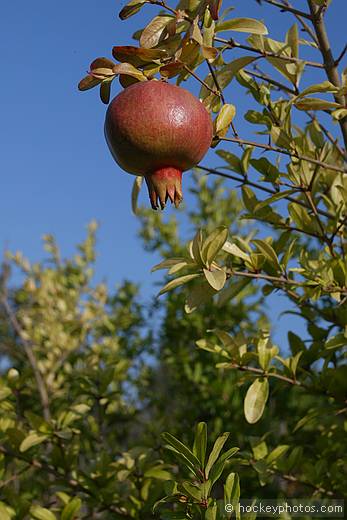 Gariano family land, Poggi, Imperia