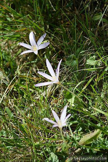 Winter crocus