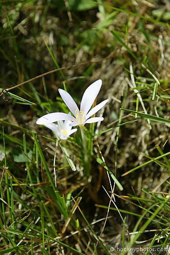 Winter crocus