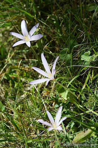 Winter crocus