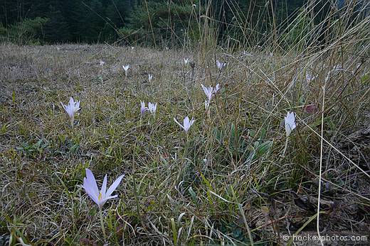 Winter crocus