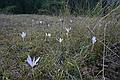 Winter crocus