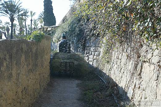 Flower cart, Bordighera