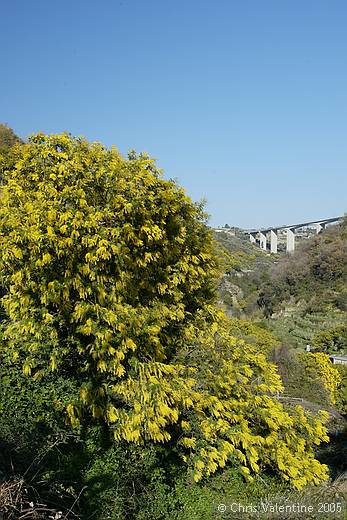 Mimosa in bloom, Bordighera