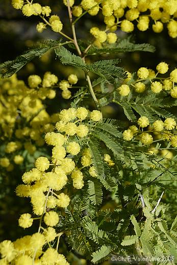 Mimosa in bloom, Bordighera