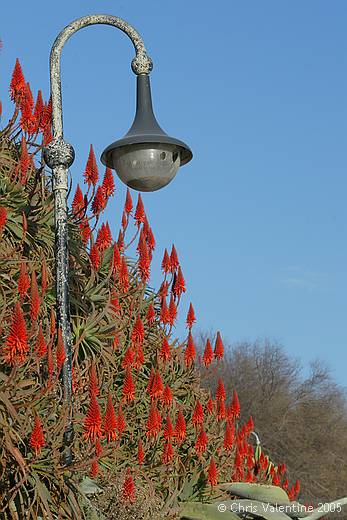 Aloe blooms, coast walk, Imperia