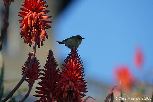 Aloe blooms, coast walk, Imperia