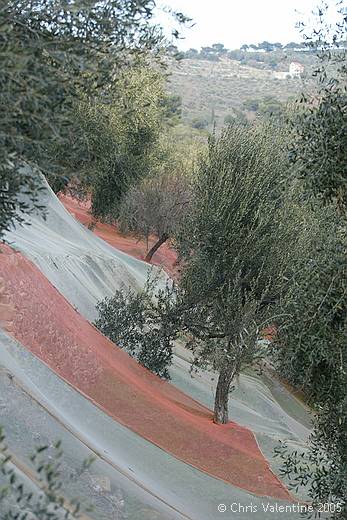 Olive nets, Cervo