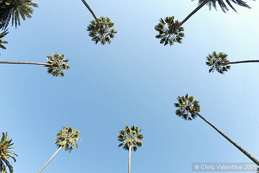 Gardens in Sanremo