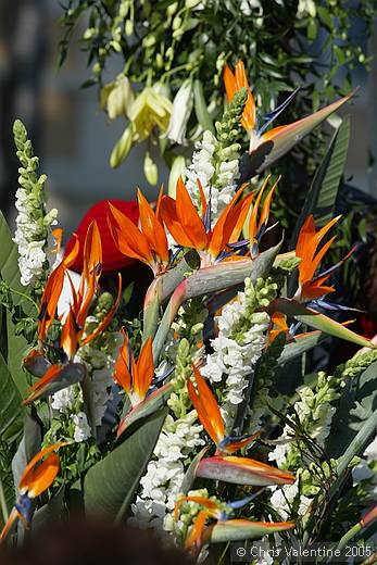 Gardens in Sanremo