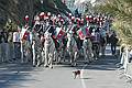 Carbinieri mounted band, Sanremo flower festival - Sunday