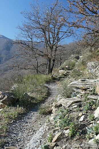 The Orchid Paradise trail