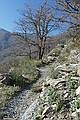 The Orchid Paradise trail