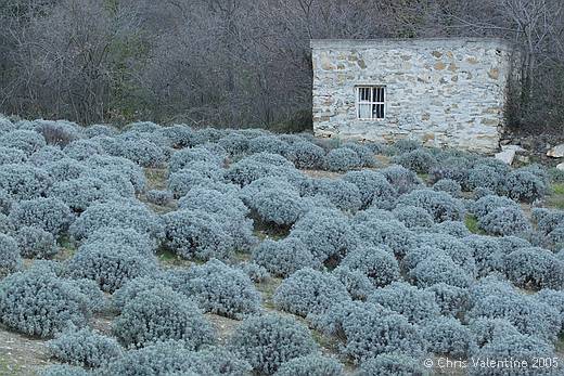 Lavender, The Old Bridge Trail, Santa Brigida