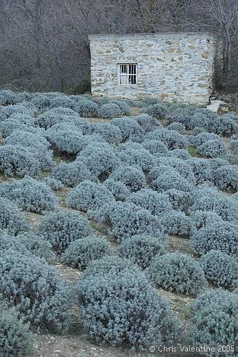 Lavender, The Old Bridge Trail, Santa Brigida