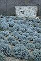 Lavender, The Old Bridge Trail, Santa Brigida