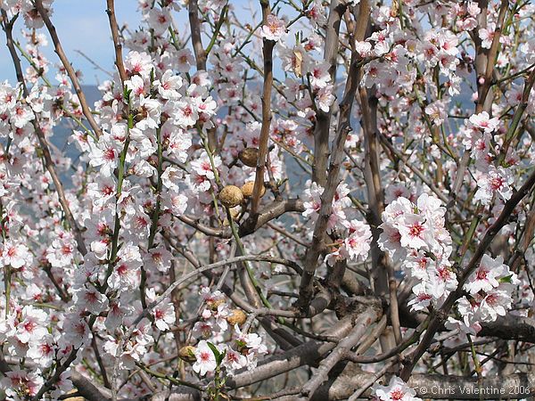 Almond blossom