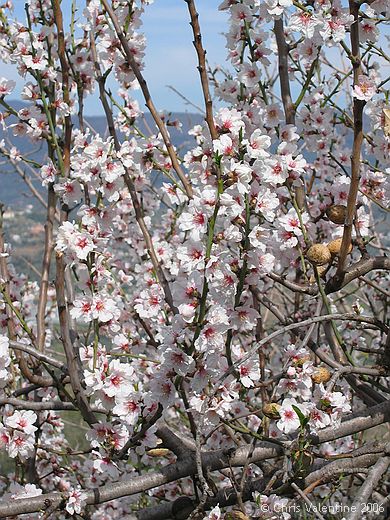 Almond blossom