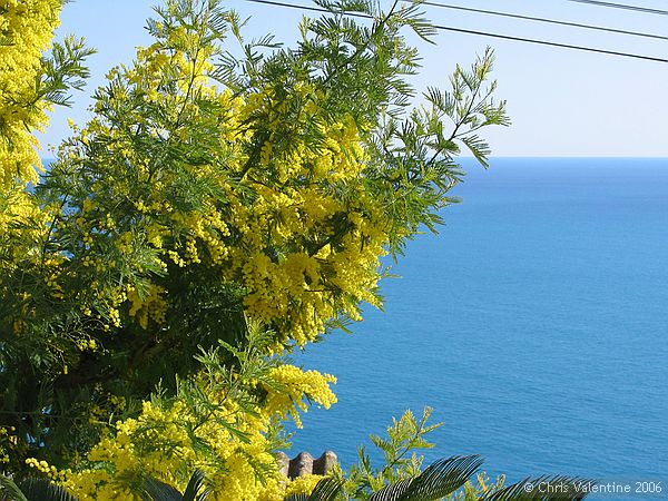 Mimosa in full bloom with just days to go to "Lady's Day"