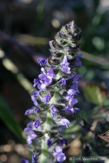 Unidentified wild flower