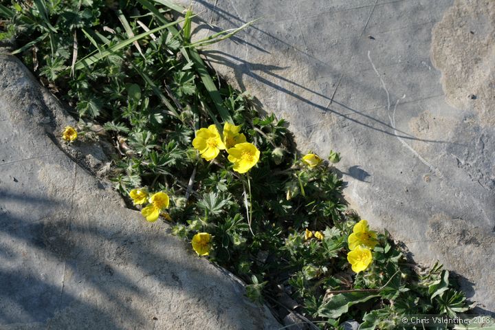 Unidentified wild flower