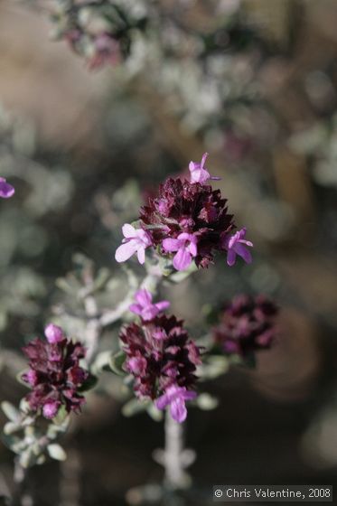 Unidentified wild flower