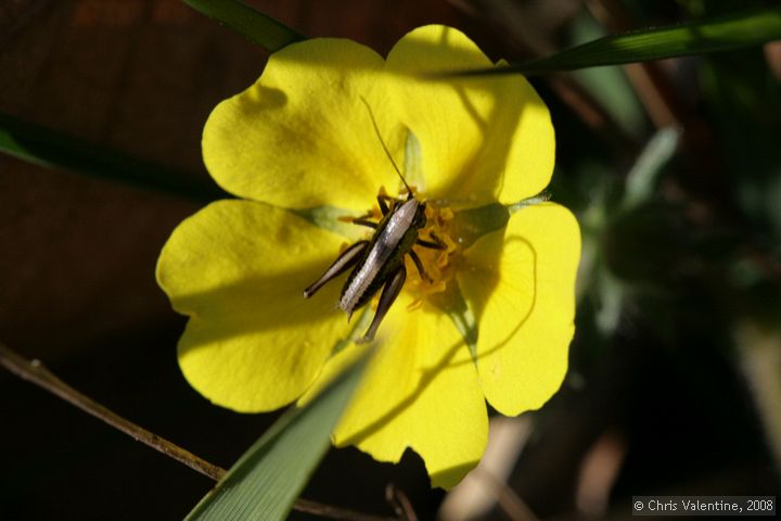 Grasshopper or cricket on an unidentified wild flower