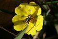 Grasshopper or cricket on an unidentified wild flower