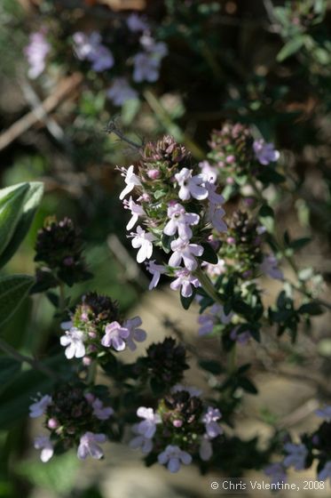 Unidentified wild flower