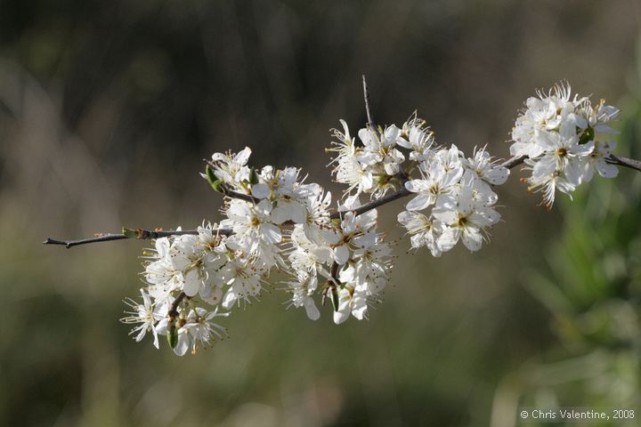 Blossom