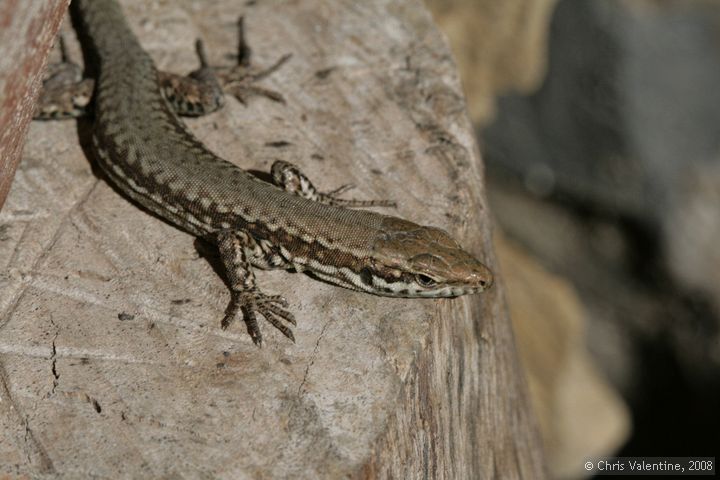 Wild lizard