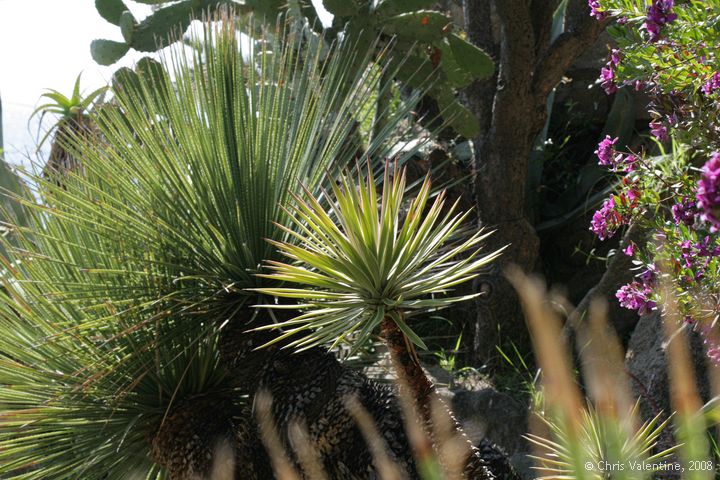 Giardino Esotica Pallanca (Pallanca Exotic Gardens), nr Bordighera, Italy