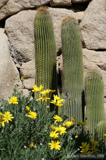 Cacti, Giardino Esotica Pallanca (Pallanca Exotic Gardens), nr Bordighera, Italy