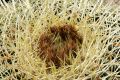 Cactus thorn closeups, Giardino Esotica Pallanca (Pallanca Exotic Gardens), nr Bordighera, Italy