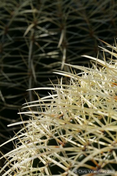 Cactus thorn closeups, Giardino Esotica Pallanca (Pallanca Exotic Gardens), nr Bordighera, Italy