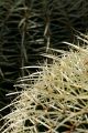 Cactus thorn closeups, Giardino Esotica Pallanca (Pallanca Exotic Gardens), nr Bordighera, Italy