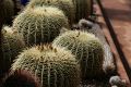 Cacti, Giardino Esotica Pallanca (Pallanca Exotic Gardens), nr Bordighera, Italy