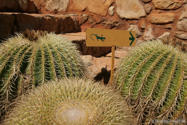 Cacti, Giardino Esotica Pallanca (Pallanca Exotic Gardens), nr Bordighera, Italy