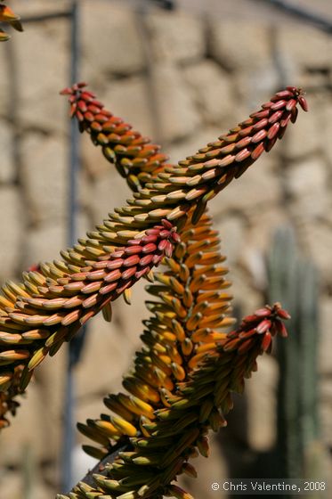 Aloe blooms, Giardino Esotica Pallanca (Pallanca Exotic Gardens), nr Bordighera, Italy