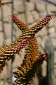 Aloe blooms, Giardino Esotica Pallanca (Pallanca Exotic Gardens), nr Bordighera, Italy