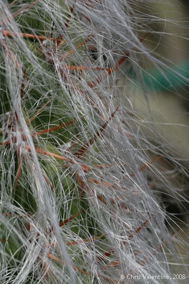 Cactus thorn closeups, Giardino Esotica Pallanca (Pallanca Exotic Gardens), nr Bordighera, Italy