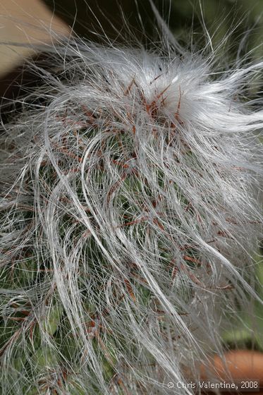 Cactus thorn closeups, Giardino Esotica Pallanca (Pallanca Exotic Gardens), nr Bordighera, Italy