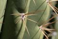 Cactus thorn closeups, Giardino Esotica Pallanca (Pallanca Exotic Gardens), nr Bordighera, Italy