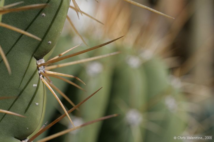 Cactus thorn closeups, Giardino Esotica Pallanca (Pallanca Exotic Gardens), nr Bordighera, Italy