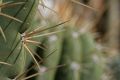 Cactus thorn closeups, Giardino Esotica Pallanca (Pallanca Exotic Gardens), nr Bordighera, Italy