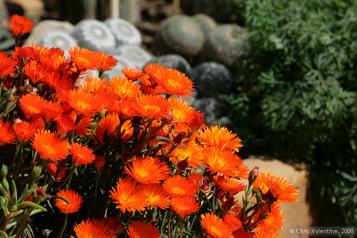 Giardino Esotica Pallanca (Pallanca Exotic Gardens), nr Bordighera, Italy